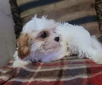 Corduroy , a male Cavapoo for sale in Chiefland, FL – Photo 2 of 3