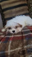 Corduroy , a male Cavapoo for sale in Chiefland, FL – Photo 3 of 3