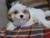 Corduroy , a male Cavapoo for sale in Chiefland, FL – Photo 1 of 3