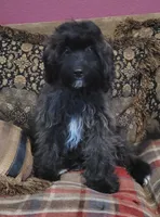 Bennie, a male Cavapoo for sale in Chiefland, FL – 1 of 5
