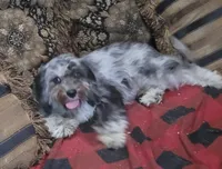 Ghost, a male Cavapoo for sale in Chiefland, FL – 2 of 4