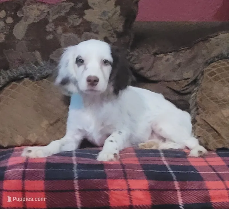 Hamilton – Cavapoo puppy for sale in Chiefland, FL