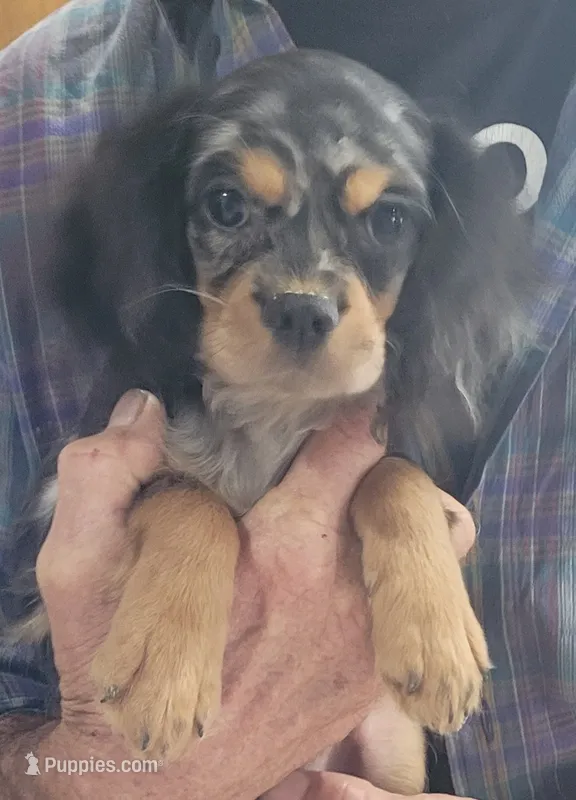 Marbles – Cavapoo puppy for sale in Chiefland, FL