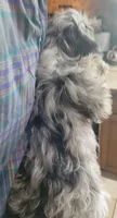Ghost, a male Cavapoo for sale in Chiefland, FL – 2 of 2