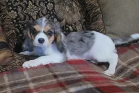 Addy, a female Cavalier King Charles Spaniel for sale in Chiefland, FL – 1 of 2