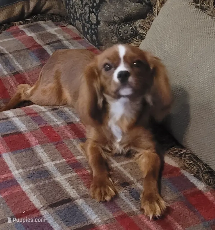 Emmi – Cavalier King Charles Spaniel puppy for sale in Chiefland, FL