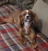Emmi, a female Cavalier King Charles Spaniel for sale in Chiefland, FL – 1 of 4