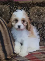 Chiffon, a female Cavapoo for sale in Chiefland, FL – Photo 3 of 3