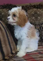 Chiffon, a female Cavapoo for sale in Chiefland, FL – Photo 2 of 3
