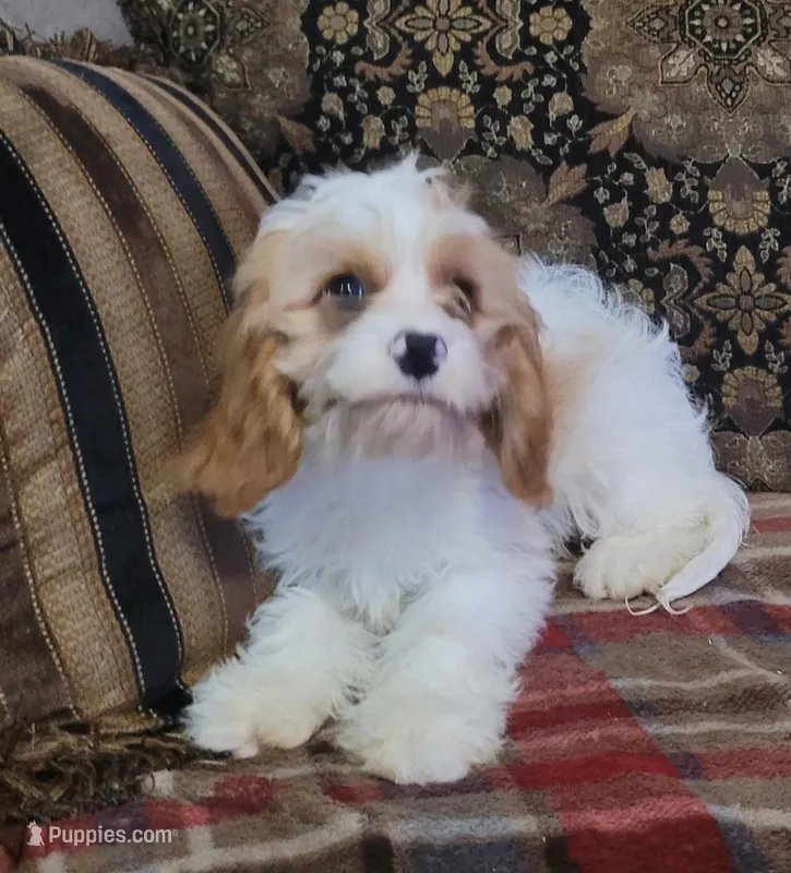 Chiffon, a female Cavapoo for sale in Chiefland, FL – Photo 1 of 3