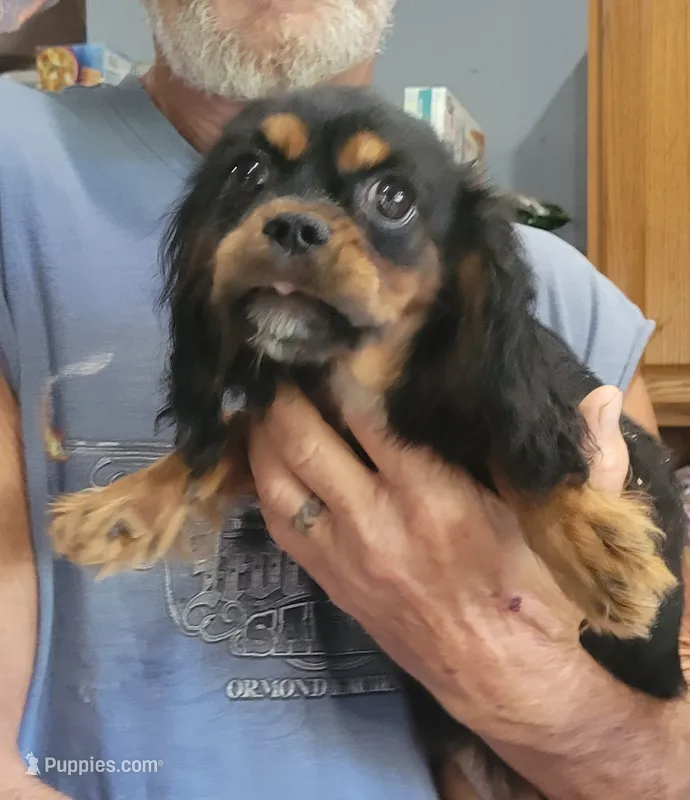 Toffee – Cavalier King Charles Spaniel puppy for sale in Chiefland, FL