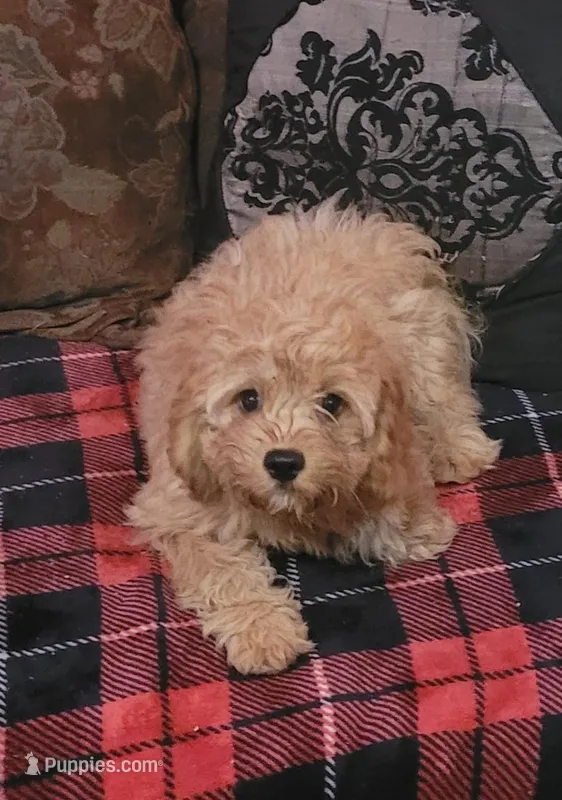Blayde – Cavapoo puppy for sale in Chiefland, FL