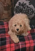 Blayde, a male Cavapoo for sale in Chiefland, FL – 2 of 2