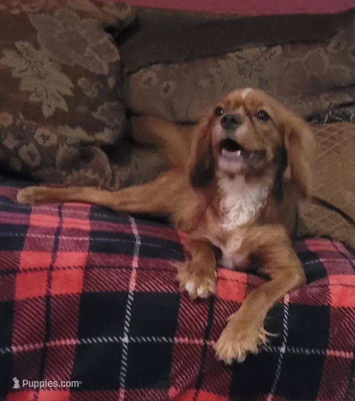 Lucy – Cavalier King Charles Spaniel puppy for sale in Chiefland, FL