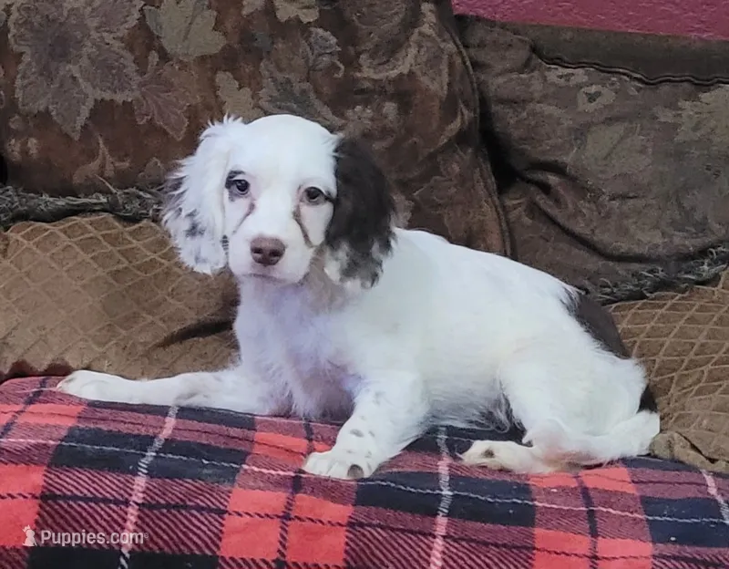 Hamilton – Cavapoo puppy for sale in Chiefland, FL