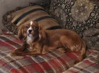 Emmi, a female Cavalier King Charles Spaniel for sale in Chiefland, FL – 2 of 4