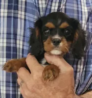 Flopsy, a female Cavalier King Charles Spaniel for sale in Chiefland, FL – Photo 1 of 2
