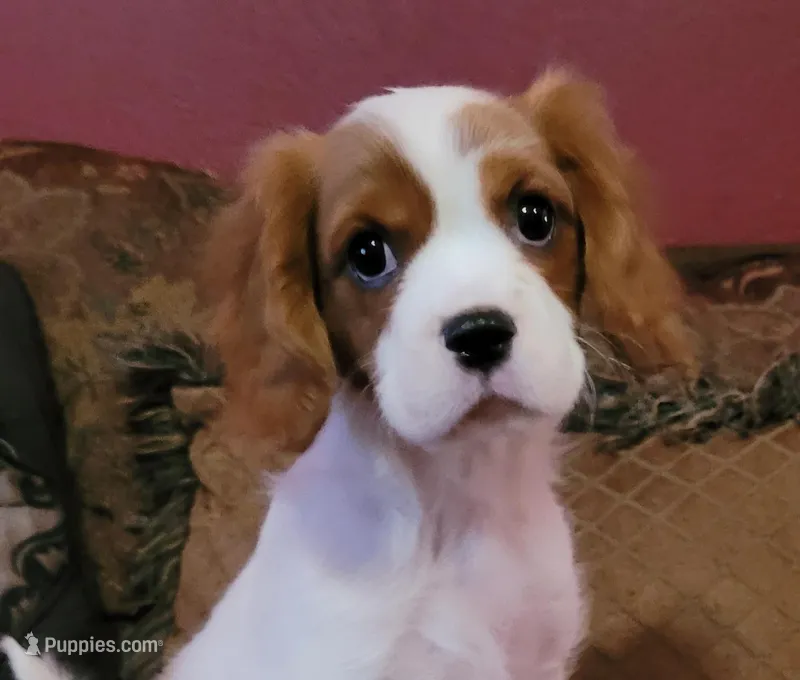 Kellan – Cavalier King Charles Spaniel puppy for sale in Chiefland, FL
