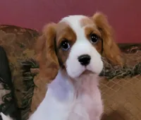 Kellan, a male Cavalier King Charles Spaniel for sale in Chiefland, FL – Photo 3 of 5