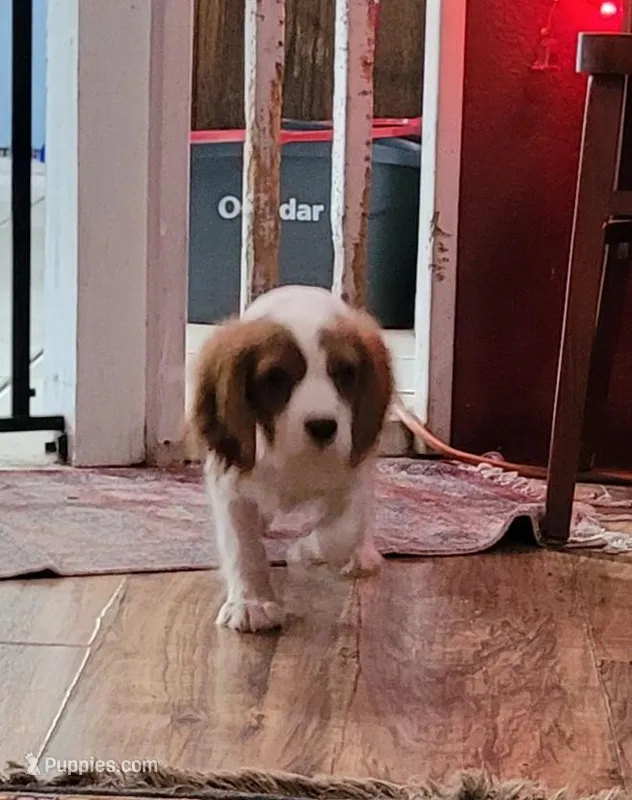 Kellan – Cavalier King Charles Spaniel puppy for sale in Chiefland, FL