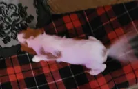 Kellan, a male Cavalier King Charles Spaniel for sale in Chiefland, FL – Photo 3 of 3