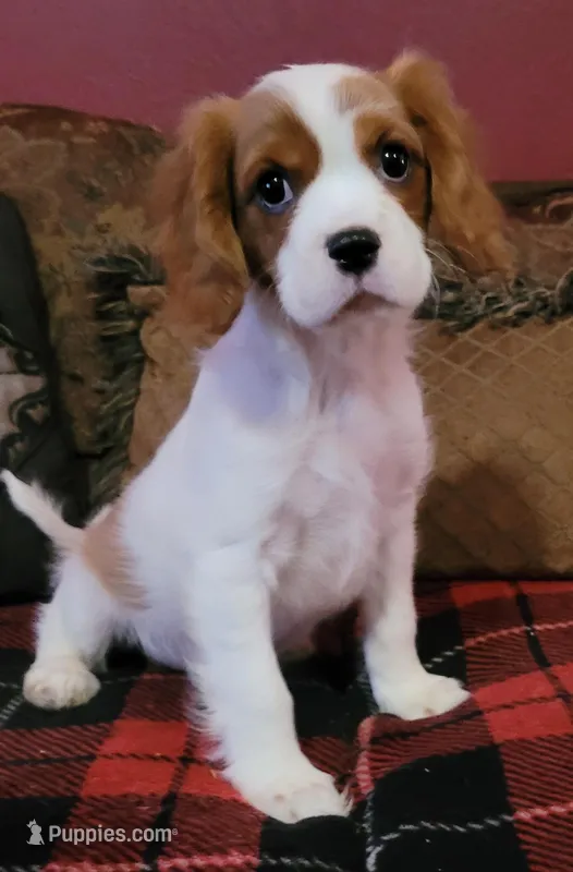 Kellan – Cavalier King Charles Spaniel puppy for sale in Chiefland, FL