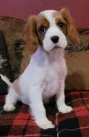Kellan, a male Cavalier King Charles Spaniel for sale in Chiefland, FL – Photo 1 of 3