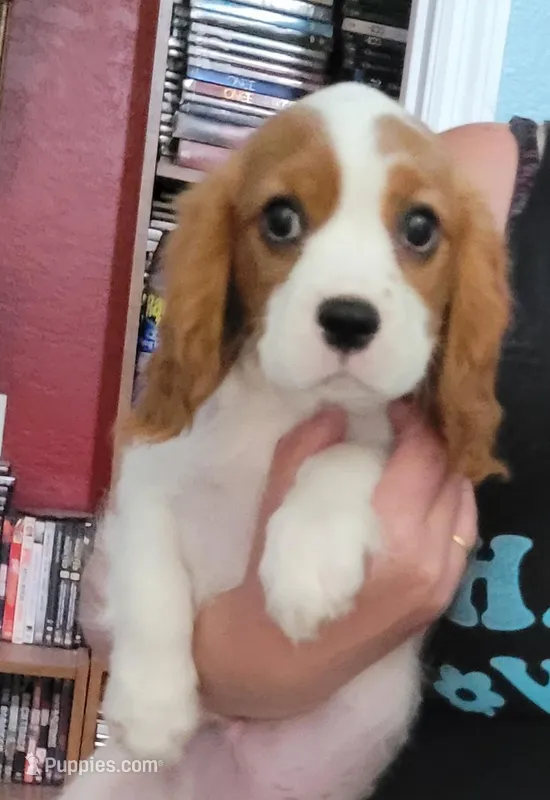 Kellan – Cavalier King Charles Spaniel puppy for sale in Chiefland, FL