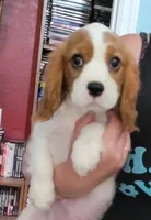 Kellan, a male Cavalier King Charles Spaniel for sale in Chiefland, FL – Photo 2 of 5