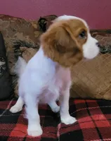 Kellan, a male Cavalier King Charles Spaniel for sale in Chiefland, FL – Photo 2 of 3