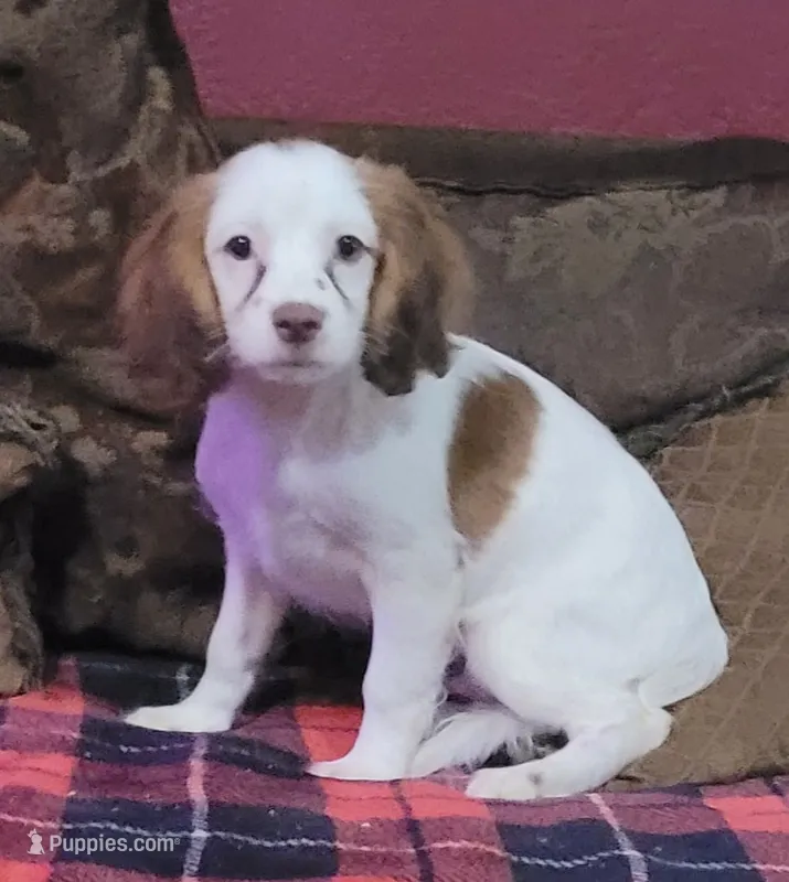Mulligan – Cavapoo puppy for sale in Chiefland, FL