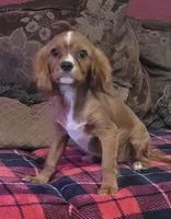 Desi, a male Cavalier King Charles Spaniel for sale in Chiefland, FL – 1 of 3