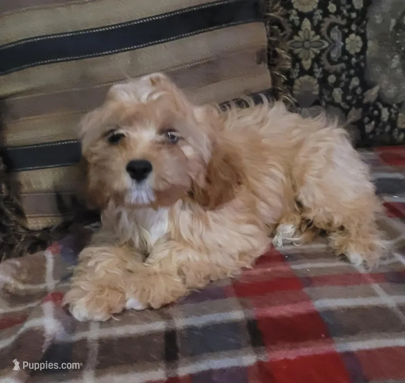 Chantilly, a female Cavapoo for sale in Chiefland, FL – Photo 1 of 3