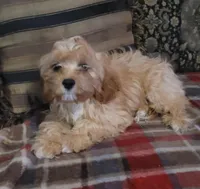 Chantilly, a female Cavapoo for sale in Chiefland, FL – Photo 1 of 3