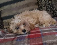 Chantilly, a female Cavapoo for sale in Chiefland, FL – Photo 3 of 3