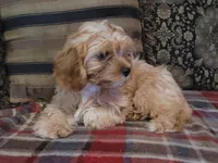 Chantilly, a female Cavapoo for sale in Chiefland, FL – Photo 2 of 3
