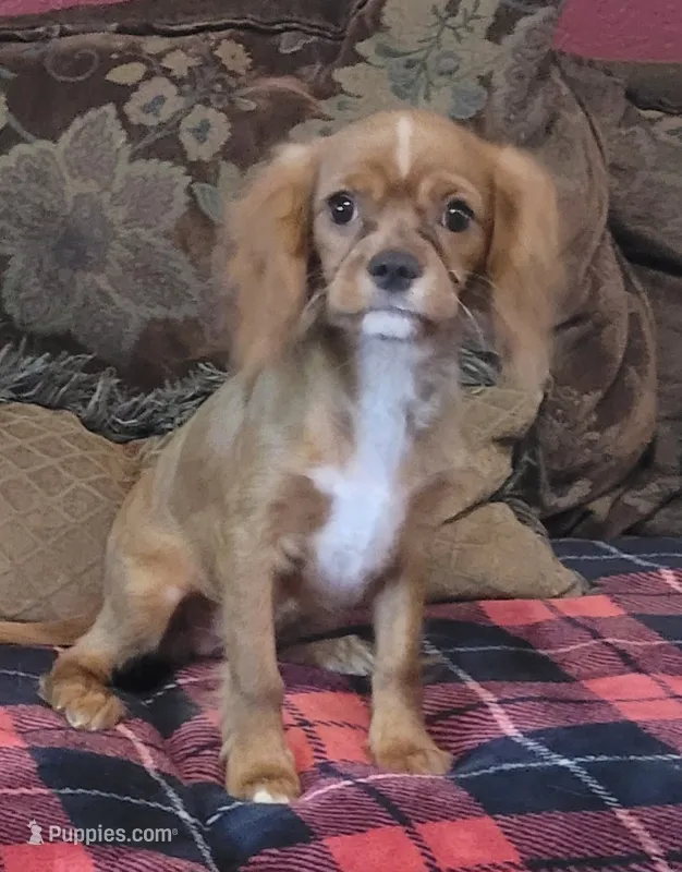 Lucy – Cavalier King Charles Spaniel puppy for sale in Chiefland, FL