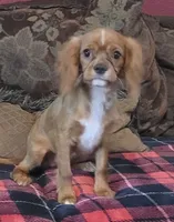 Lucy, a female Cavalier King Charles Spaniel for sale in Chiefland, FL – 1 of 3