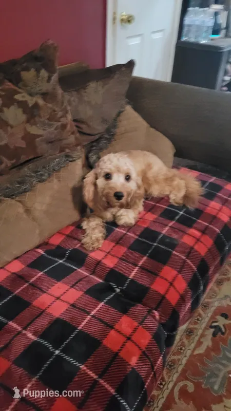 Cappy – Cavapoo puppy for sale in Chiefland, FL