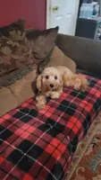 Cappy, a male Cavapoo for sale in Chiefland, FL – 1 of 6