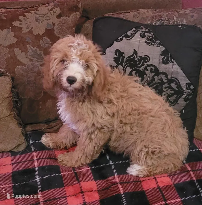 Cyrus – Cavapoo puppy for sale in Chiefland, FL