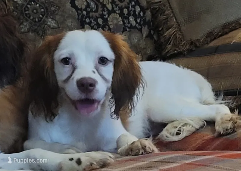 Mulligan – Cavapoo puppy for sale in Chiefland, FL