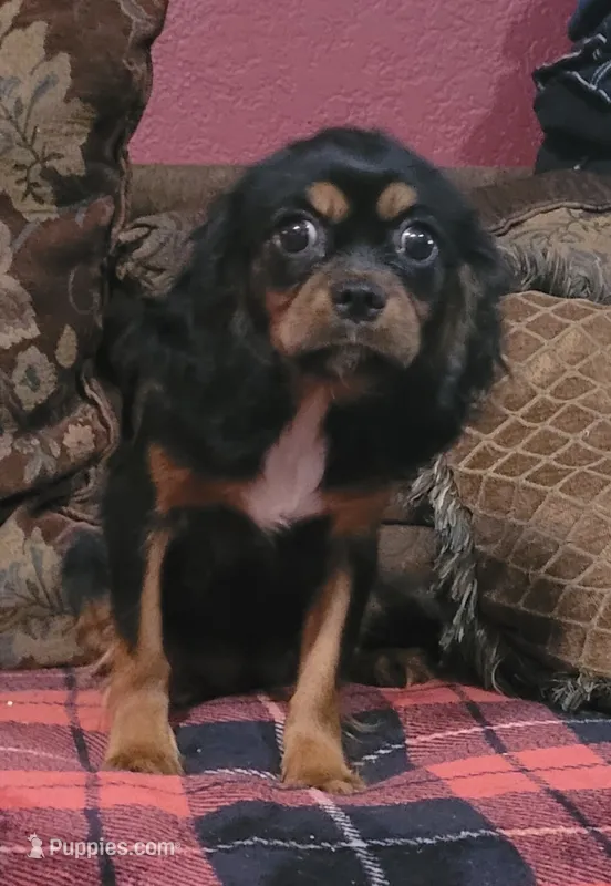 Toffee – Cavalier King Charles Spaniel puppy for sale in Chiefland, FL