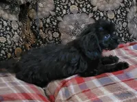 Lady, a female Cavapoo for sale in Chiefland, FL – 3 of 4