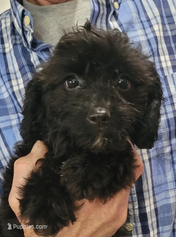 Lady – Cavapoo puppy for sale in Chiefland, FL