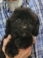 Lady, a female Cavapoo for sale in Chiefland, FL – 4 of 4