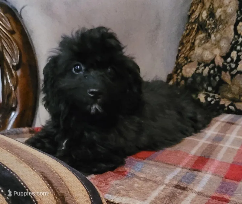 Lady – Cavapoo puppy for sale in Chiefland, FL