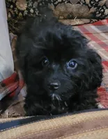 Lady, a female Cavapoo for sale in Chiefland, FL – 2 of 4