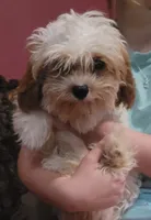 Corduroy , a male Cavapoo for sale in Chiefland, FL – 2 of 5