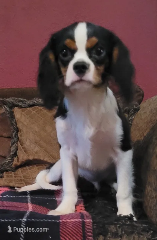 Dickens – Cavalier King Charles Spaniel puppy for sale in Chiefland, FL